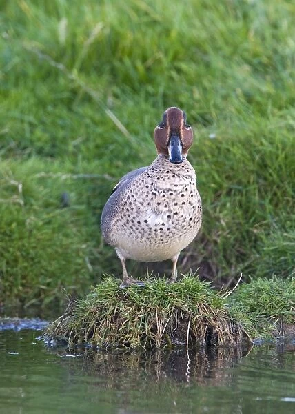 Teal Anas crecca male Cley Norfolk autumn