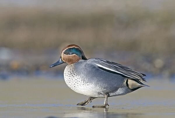Teal Anas crecca male walking on frozen pool Salthouse Norfolk winter