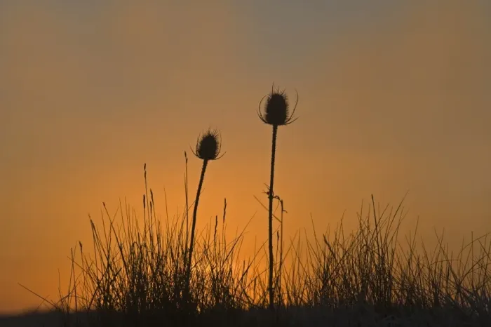 Framed Print : Teasels at dawn Snettisham RSPB Reserve Norfolk winter