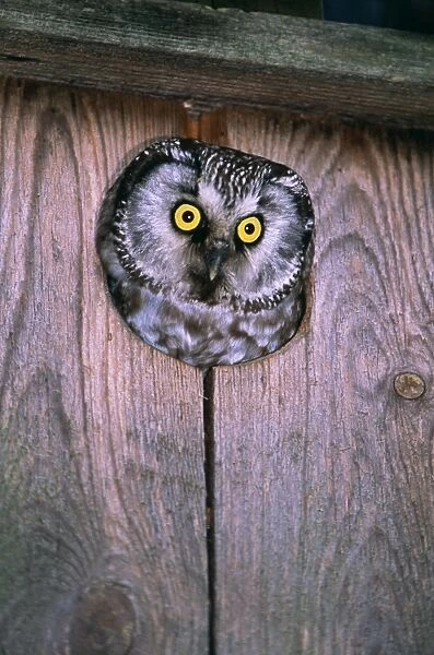 Tengmalms Owl, Aegolius funereus, peering from nest box, Finland, summer