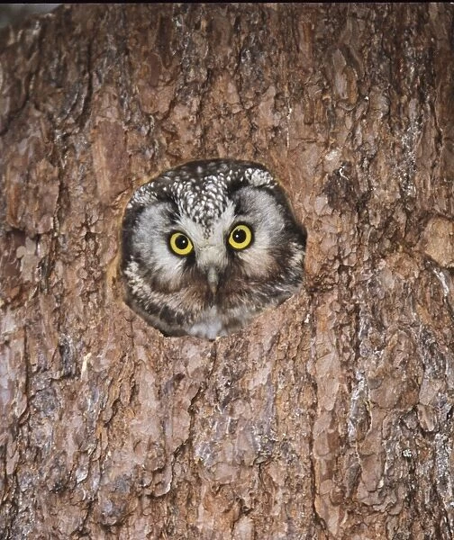 Tengmalms Owl Aegolius funereus peerting from tree nest hole Finland may