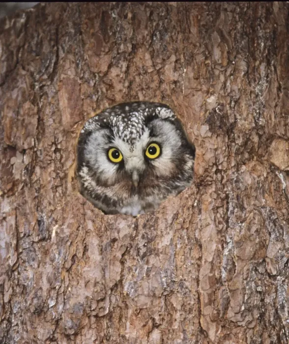 Framed Print : Tengmalms Owl Aegolius funereus peerting from tree nest hole Finland may Framed Print : Tengmalms Owl Aegolius funereus peerting from tree nest hole Finland may