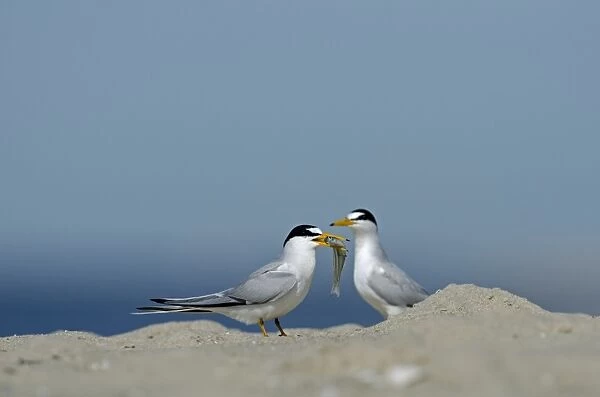 Least Terns Cape May New Jersey USA spring