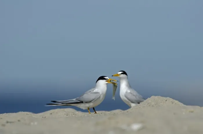 Framed Print : Least Terns Cape May New Jersey USA spring Framed Print : Least Terns Cape May New Jersey USA spring