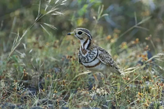 Framed Print : Three-banded Courser Cursorius cinctus Kenya Framed Print : Three-banded Courser Cursorius cinctus Kenya