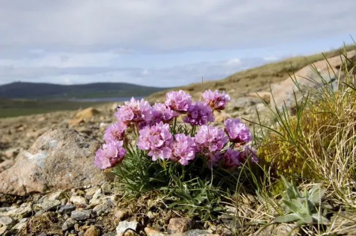 Framed Print : Thrift (Sea Pinks) growing on Keen of Hamar NNR Unst Shetland Scotland May Framed Print : Thrift (Sea Pinks) growing on Keen of Hamar NNR Unst Shetland Scotland May
