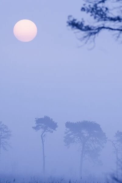 Thursley Common (lowland Heath) NNR on a misty dawn in April