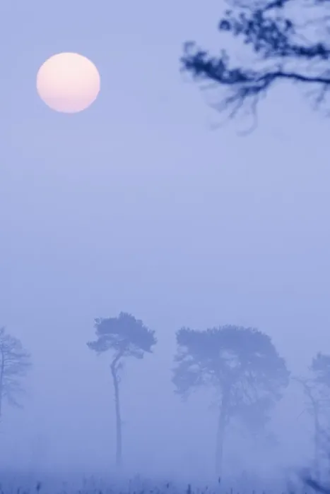 Framed Print : Thursley Common (lowland Heath) NNR on a misty dawn in April Framed Print : Thursley Common (lowland Heath) NNR on a misty dawn in April