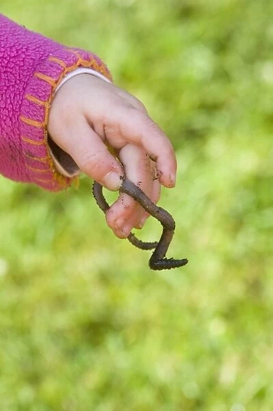 Toddler holding earthworm in garden Norfolk spring