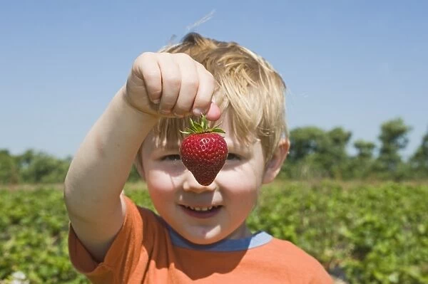 Toddler with strawberry at fruit farm Kent (MODEL RELEASED)
