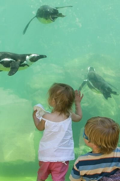 Toddlers watching Magellanic Penguins swimming underwater at Zoo