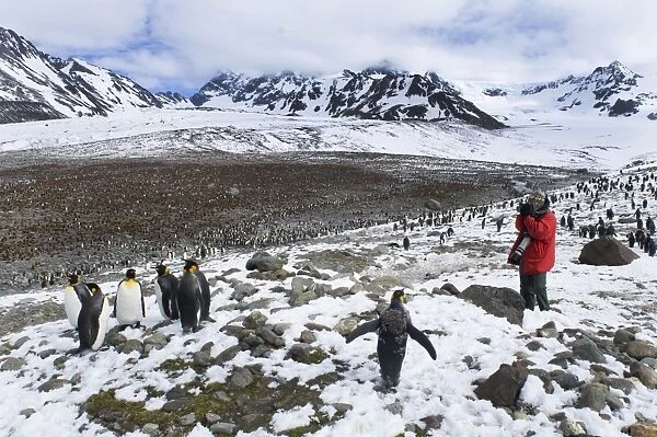 Tourist and King Penguins Aptenodytes patagonicus St Andrews Bay South Georgia November