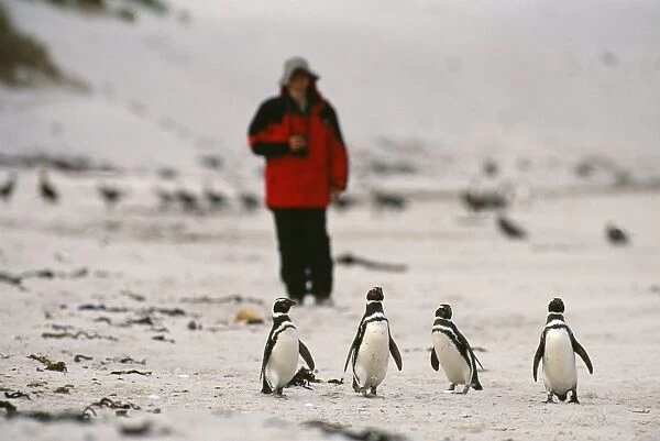 Tourist & Magellanic Penguins on beach, Carcass Island, Falklands