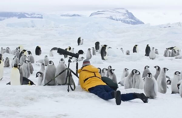 Tourist photographing Emperor Penguin chicks at Snow Hill Island Antarctica November