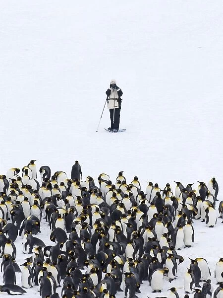 Tourist photographing King Penguins Aptenodytes patagonicus Fortuna Bay South Georgia