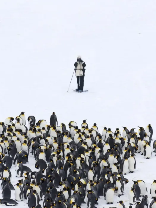 Framed Print : Tourist photographing King Penguins Aptenodytes patagonicus Fortuna Bay South Georgia Framed Print : Tourist photographing King Penguins Aptenodytes patagonicus Fortuna Bay South Georgia