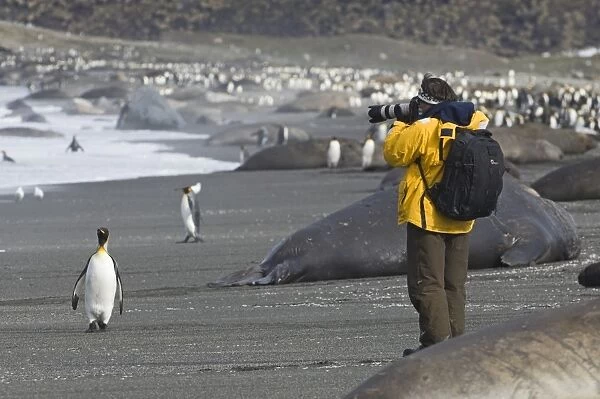 Tourist photographing King Penguins and Southern Elephant Seals on beach at St Andrews