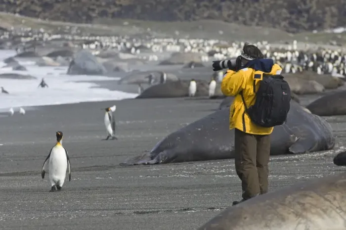 Framed Print : Tourist photographing King Penguins and Southern Elephant Seals on beach at St Andrews Framed Print : Tourist photographing King Penguins and Southern Elephant Seals on beach at St Andrews