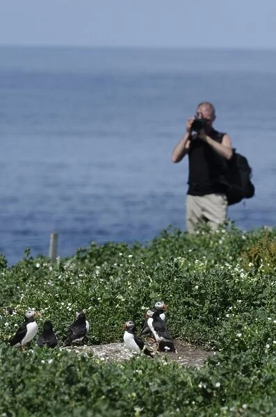 Tourist photographing Puffin Fratercula arctica on Inner Farne Farne Islands Northumberland