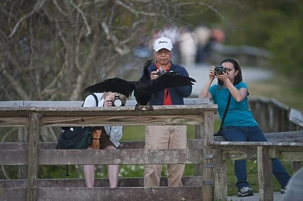 Tourists photographing a Anhinga on Anhinga Trail Florida USA