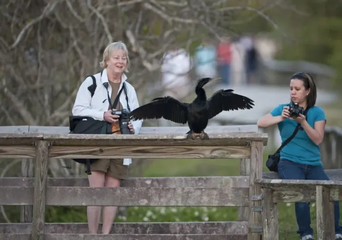 Framed Print : Tourists photographing a Anhinga on Anhinga Trail Florida USA Framed Print : Tourists photographing a Anhinga on Anhinga Trail Florida USA
