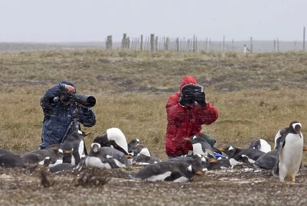 Tourists photographing Gentoo Penguins Pygoscelis papua colony on Sea Lion Island