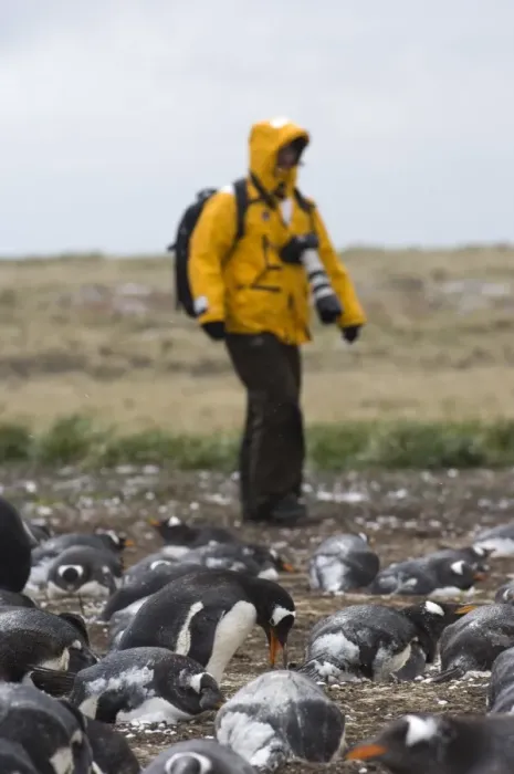 Framed Print : Tourists photographing Gentoo Penguins Pygoscelis papua colony on Sea Lion Island Framed Print : Tourists photographing Gentoo Penguins Pygoscelis papua colony on Sea Lion Island