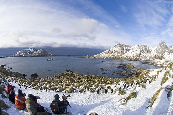Tourists photographing Macaroni Penguins Eudyptes chrysolophus at colony in Cooper
