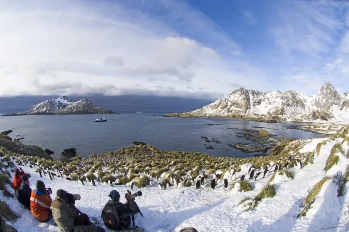 Framed Print : Tourists photographing Macaroni Penguins Eudyptes chrysolophus at colony in Cooper Framed Print : Tourists photographing Macaroni Penguins Eudyptes chrysolophus at colony in Cooper