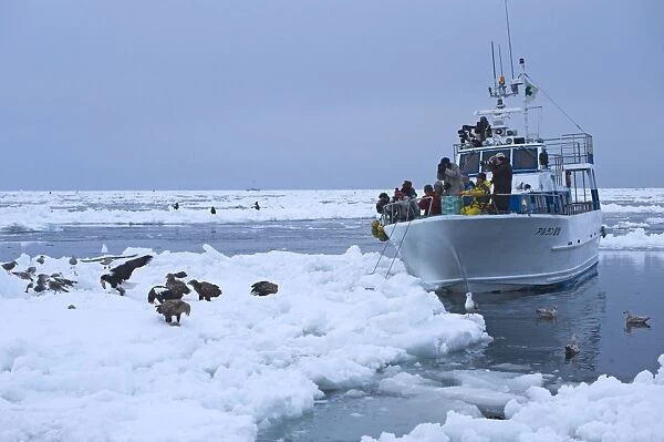 Tourists photographing Stellers and White-tailed Sea Eagles in pack ice off Shiteko