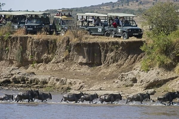 Tourists watching Wildebeest crossing Mara River during Great Migration Kenya August