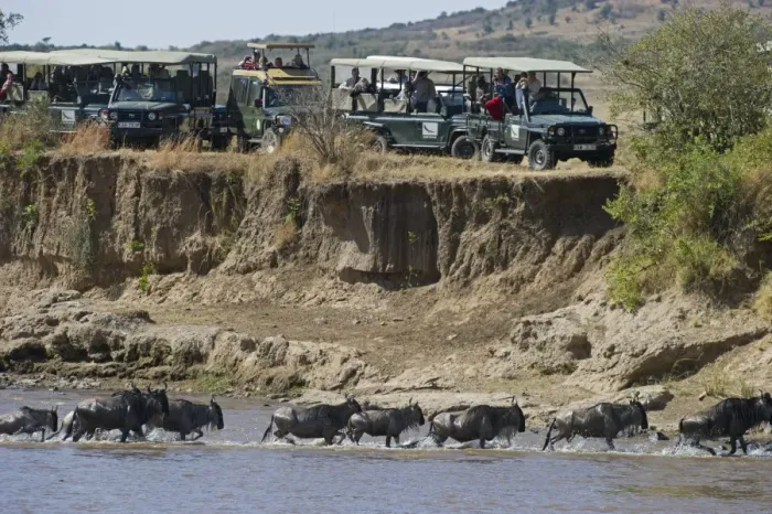 Framed Print : Tourists watching Wildebeest crossing Mara River during Great Migration Kenya August