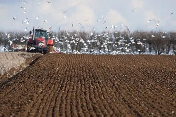 Tractor ploughing field in late winter with Black-headed Gulls following plough North