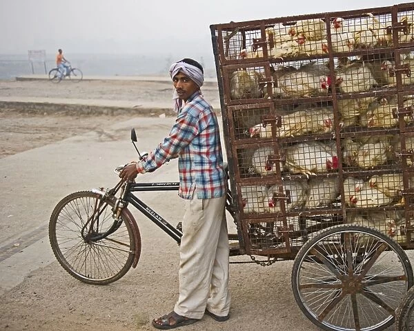 Transporting chickens to market in a New Delhi suburb India
