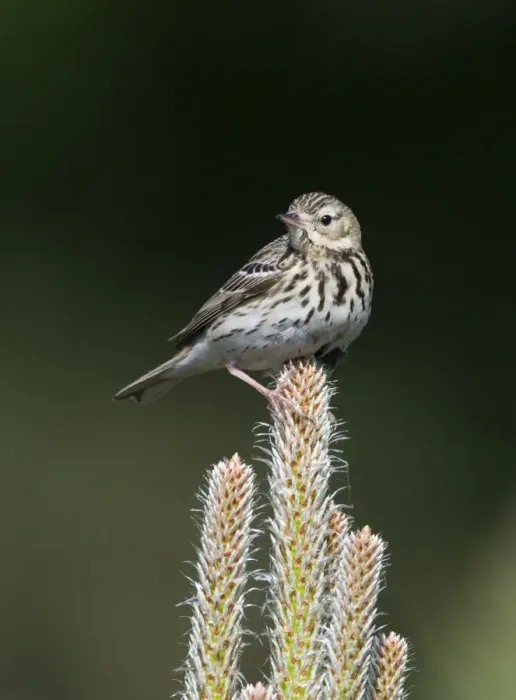 Framed Print : Tree Pipit Anthus trivialis Brecks Norfolk May Framed Print : Tree Pipit Anthus trivialis Brecks Norfolk May