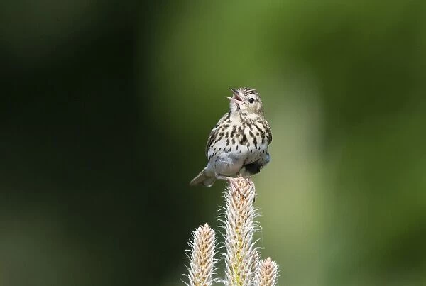 Tree Pipit Anthus trivialis in song Brecks Norfolk May