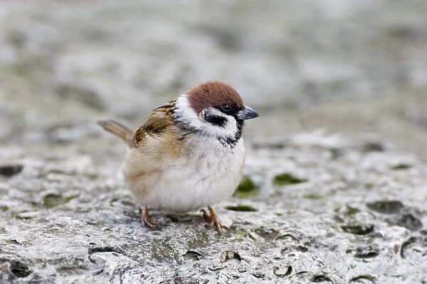 Tree Sparrow Passer montanus winter UK