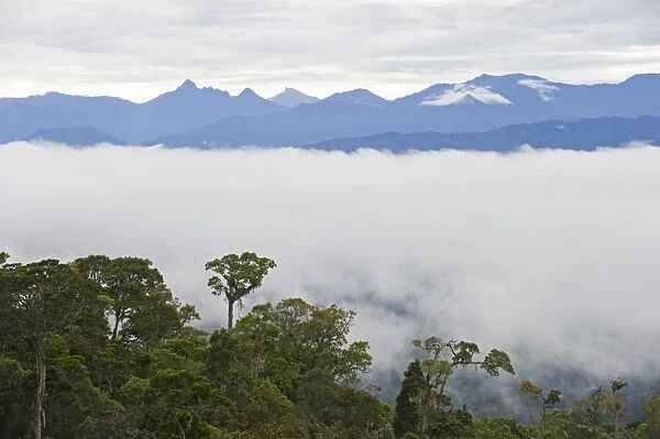 Tropical montane forest in Western Highlands near Paiya Papua New Guinea