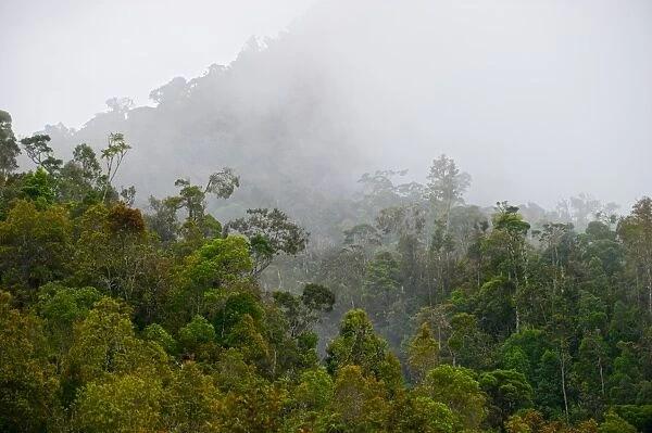Tropical Montane Forest In Western Highlands Near Paiya