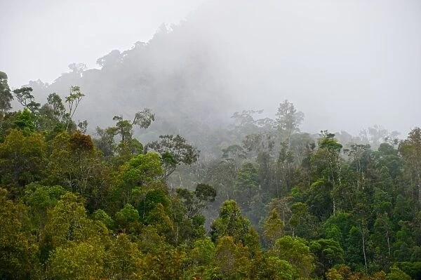 Tropical montane forest in Western Highlands near Paiya Papua New Guinea