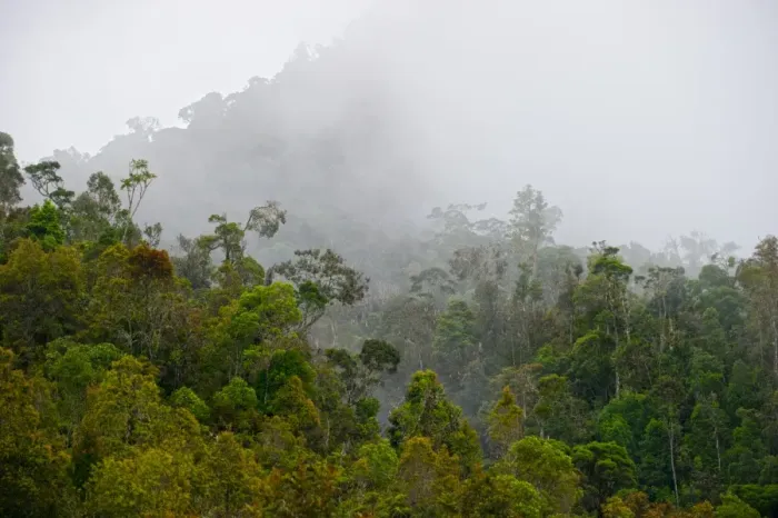 Framed Print : Tropical montane forest in Western Highlands near Paiya Papua New Guinea Framed Print : Tropical montane forest in Western Highlands near Paiya Papua New Guinea