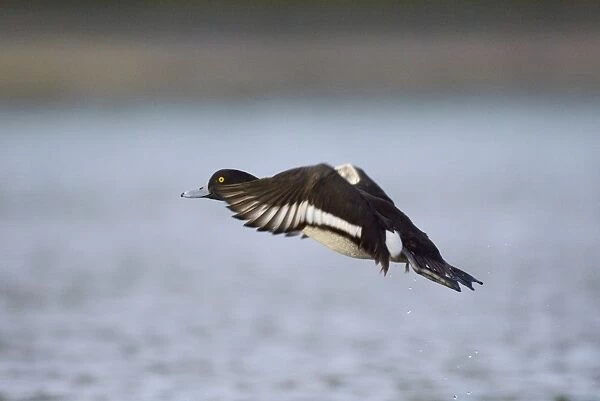 Tufted Duck Aythya fuligula male taking off Northumberland winter