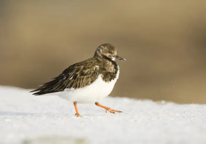 Framed Print : Turnstone Arenaria interpres winter Northumberland UK