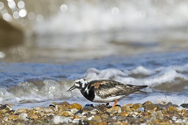 Turnstone Interpres arenaria in breeding plumage with small crab prey on beach at