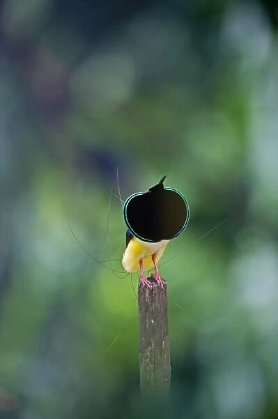 Twelve-wired Bird-of-paradise (Seleucidis melanoleucus) male displaying on display