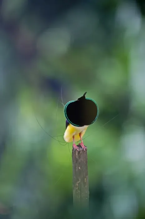 Framed Print : Twelve-wired Bird-of-paradise (Seleucidis melanoleucus) male displaying on display Framed Print : Twelve-wired Bird-of-paradise (Seleucidis melanoleucus) male displaying on display