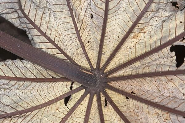 Underside of dead palm frond at La Selva Costa Rica