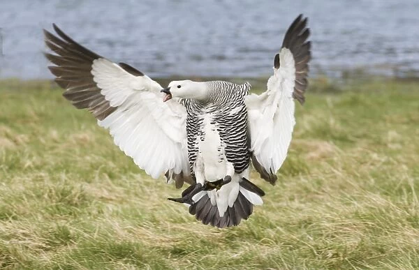 Upland Goose Choephaga picta male coming in to land Tierra del Fuego Argentina November