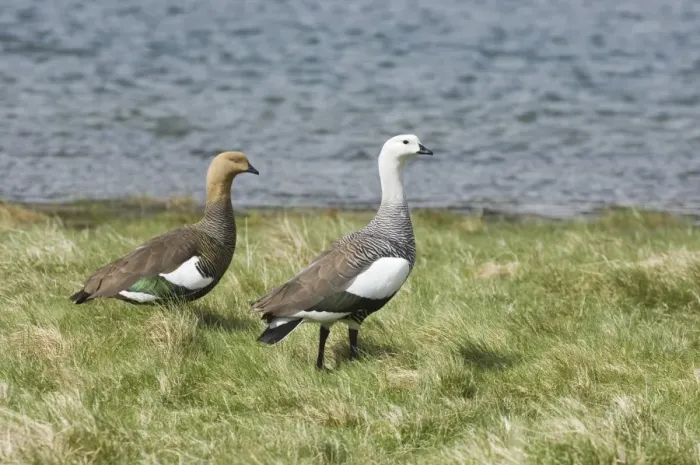 Framed Print : Upland Goose Choephaga picta pair Tierra del Fuego Argentina November Framed Print : Upland Goose Choephaga picta pair Tierra del Fuego Argentina November