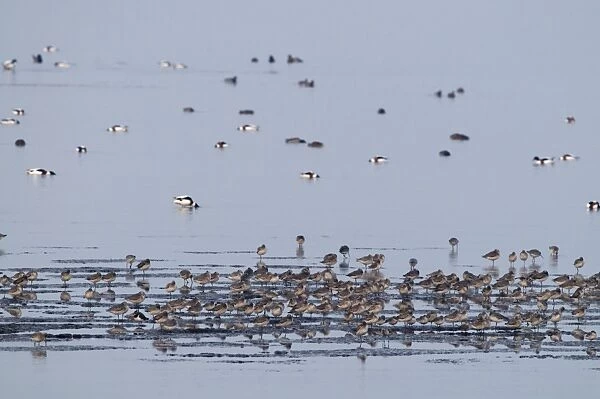 Various waders and wildfowl incl Bar-tailed Godwits on The Wash at Snettisham RSPB